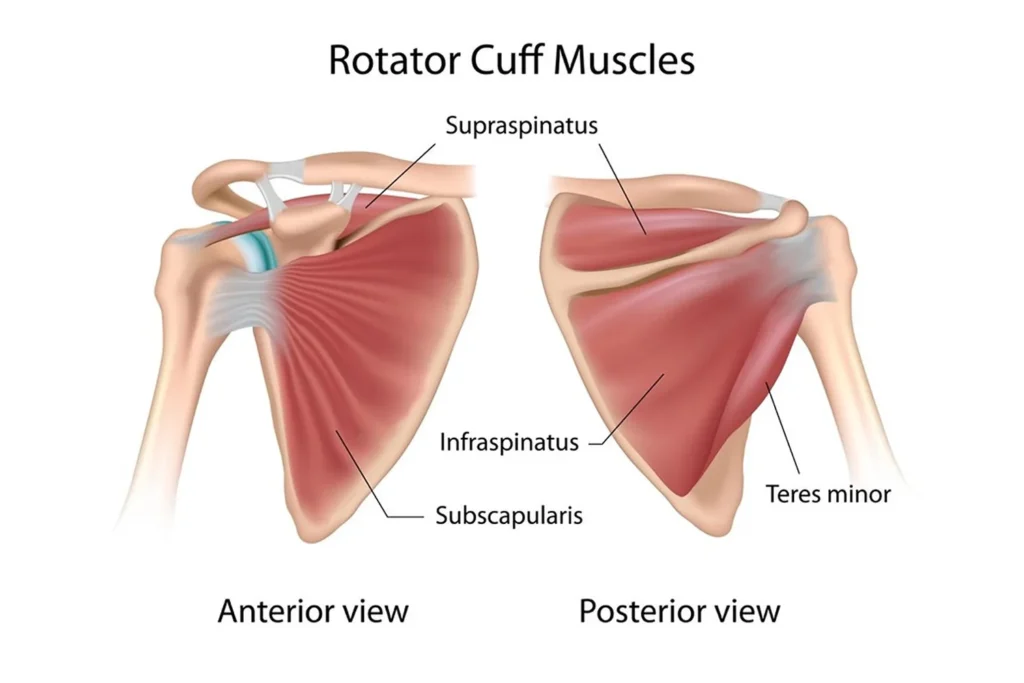 Müzisyenlerde Rotator Cuff Tendinopatisi: Omuz Ağrısı Neden Olur? | Uzm.fzt. Onur Seyrek Müzisyenlerde Rotator Cuff Tendinopatisi Ve Omuz Ağrısı